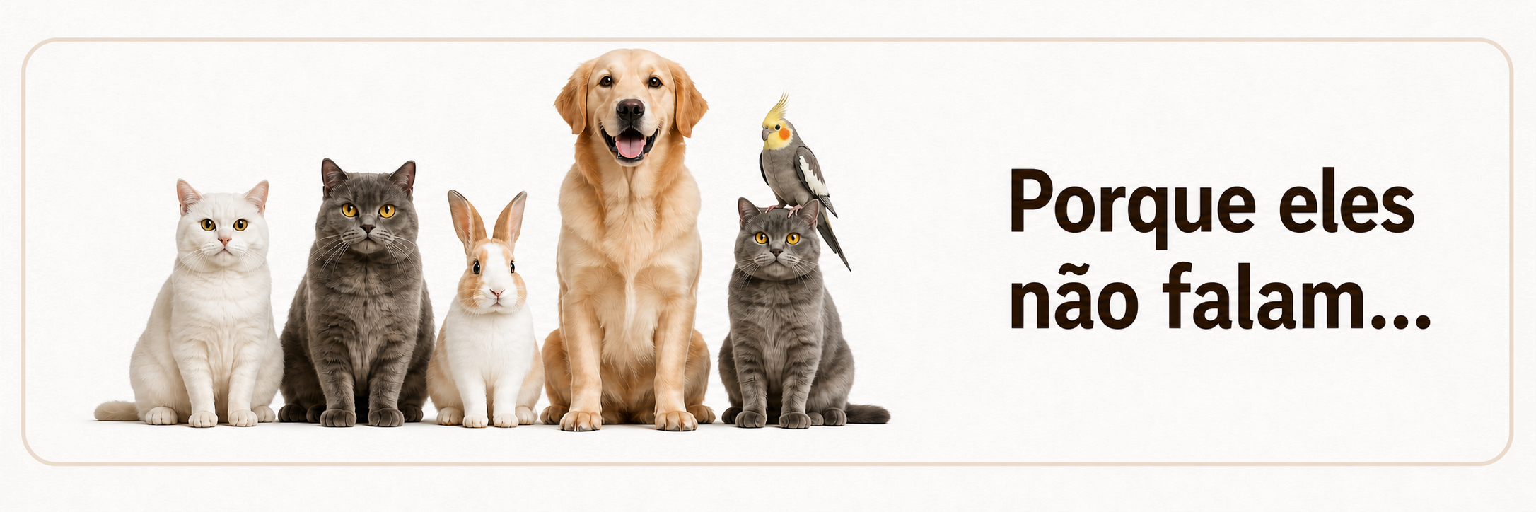 Cães, gatos, coelho e calopsita